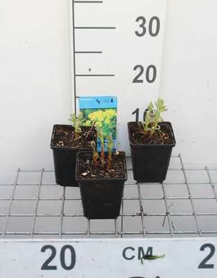 Euphorbia palustris