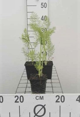 Foeniculum vulgare