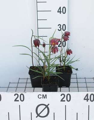 Fritillaria meleagris