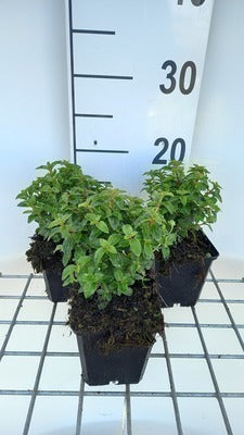 Fuchsia hybr. 'Tom Thumb'