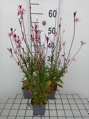 Gaura lindh. 'Baby Butterfly Dark Pink'®(= oeno)