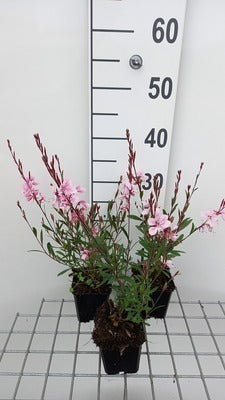 Gaura lindh. 'Cherry Brandy'