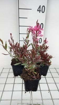 Gaura lindh. 'Crimson Butterflies'®(= oenothera li