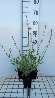 Gaura lindh. 'Corrie's Gold'(= oenothera lindh.)