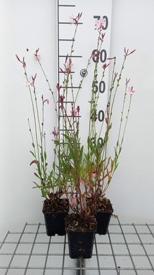Gaura lindh. 'Flamingo Pink' (= oenothera lindh.)