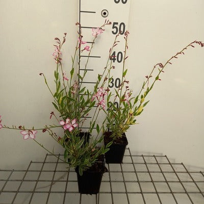Gaura lindh. 'Harrfolk' (=freefolk rosy)