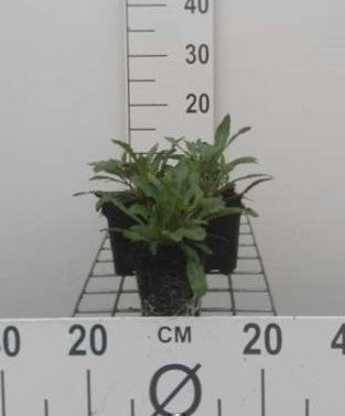 Gaura lindheimeri (= oenothera lindh.)