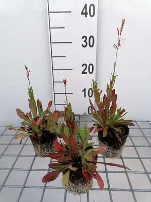Gaura lindheimeri (= oenothera lindh.)