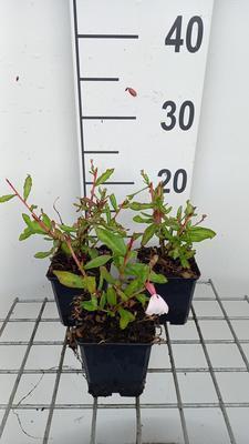 Gaura lindh. 'Madonna'® (= oenothera lindh.)