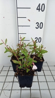 Gaura lindh. 'Madonna'® (= oenothera lindh.)