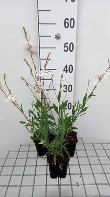 Gaura lindh. 'Short Form'(= oenothera lindh.)