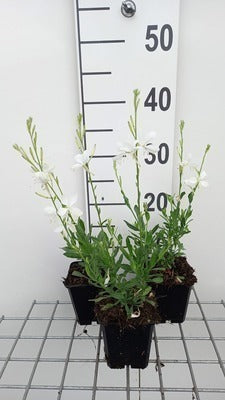 Gaura lindh. 'Snowbird' (= oenothera lindh.)