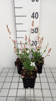 Gaura lindh. 'Snowstorm'® (=oenothera lindh.)