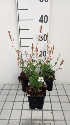 Gaura lindh. 'Snowstorm'® (=oenothera lindh.)