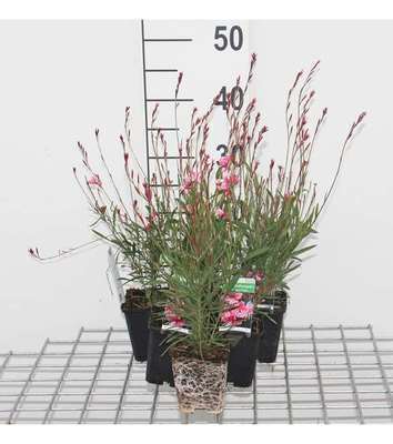 Gaura lindh. 'Siskiyou Pink' (=oenothera lindh.)