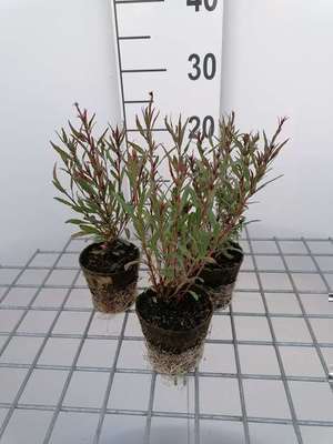 Gaura lindh. 'Siskiyou Pink' (=oenothera lindh.)