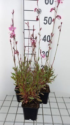 Gaura lindh. 'Tutti Frutti'(= oenothera lindh.)