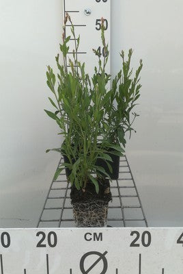 Gaura lindh. 'Whirling Butterflies'(= oenothera li