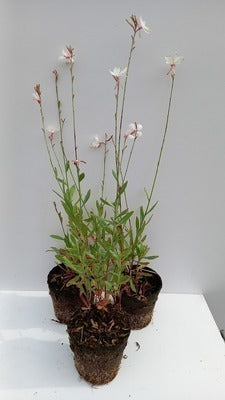 Gaura lindh. 'Whirling Butterflies'(= oenothera li