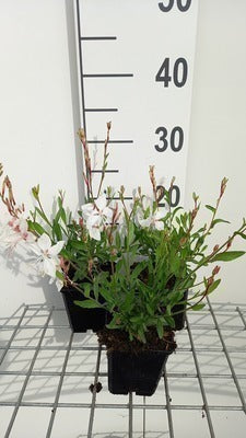 Gaura lindh. 'White Dove'(= oenothera lindh.)