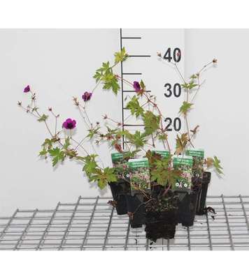 Geranium hybr. 'Ann Folkard'