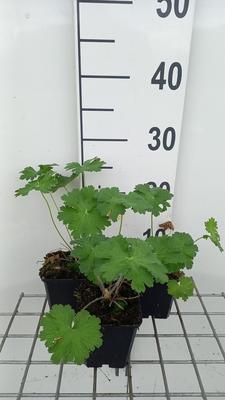 Geranium hybr. 'Alan Mayes'