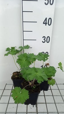 Geranium hybr. 'Alan Mayes'