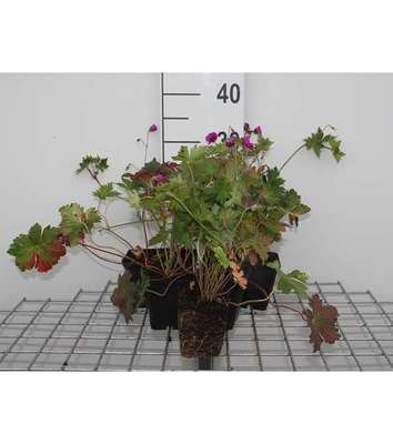 Geranium hybr. 'Anne Thomson'