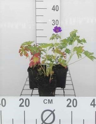 Geranium hybr. 'Blue Blood'