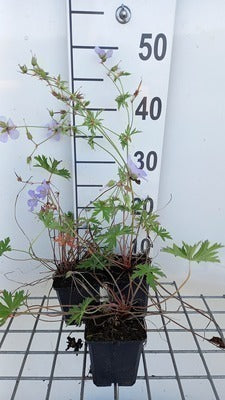 Geranium hybr. 'Blue Cloud'