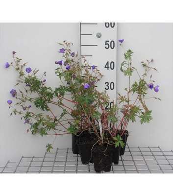 Geranium hybr. 'Brookside'