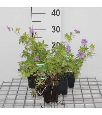 Geranium hybr. 'Blue Sunrise'®
