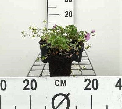 Geranium cin. 'Ballerina'