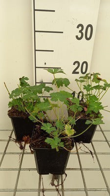 Geranium cant. 'Berggarten'