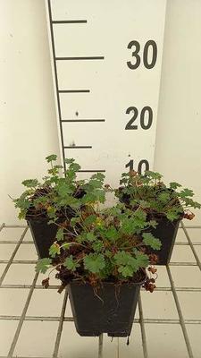 Geranium cin. 'Giuseppii'