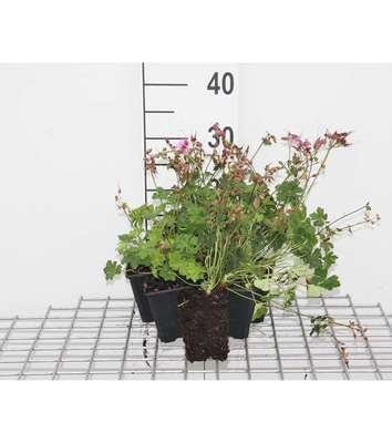 Geranium cant. 'Karmina'