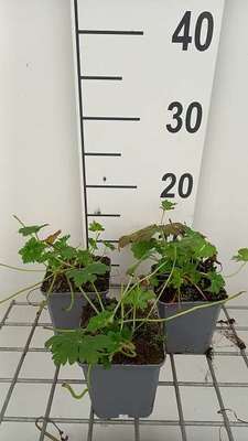 Geranium cant. 'Lohfelden'