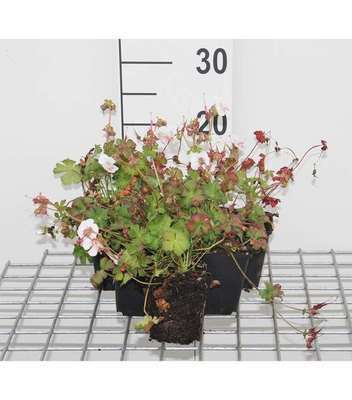Geranium cant. 'St. Ola'