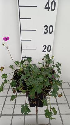 Geranium cin. 'Subcaulescens'