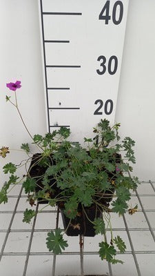Geranium cin. 'Subcaulescens'