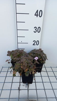 Geranium hybr. 'Dusky Crug'