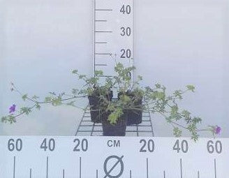 Geranium hybr. 'Dilys'