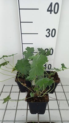 Geranium hybr. 'Dreamland'®