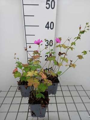 Geranium hybr. 'Elworthy Eyecatcher'