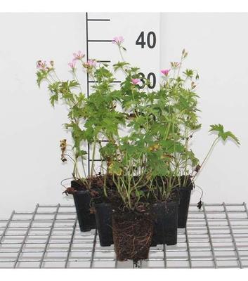 Geranium endressii