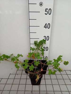 Geranium hybr. 'Havana Blues'®