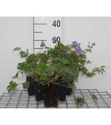 Geranium himalayense (=grandiflorum)