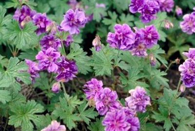 Geranium himal. 'Plenum'