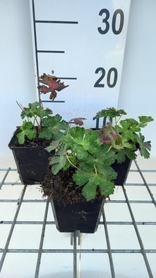 Geranium hybr. 'Hexham Velvet'®