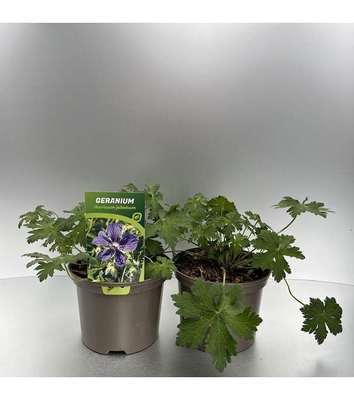 Geranium ib. 'Jubatum'